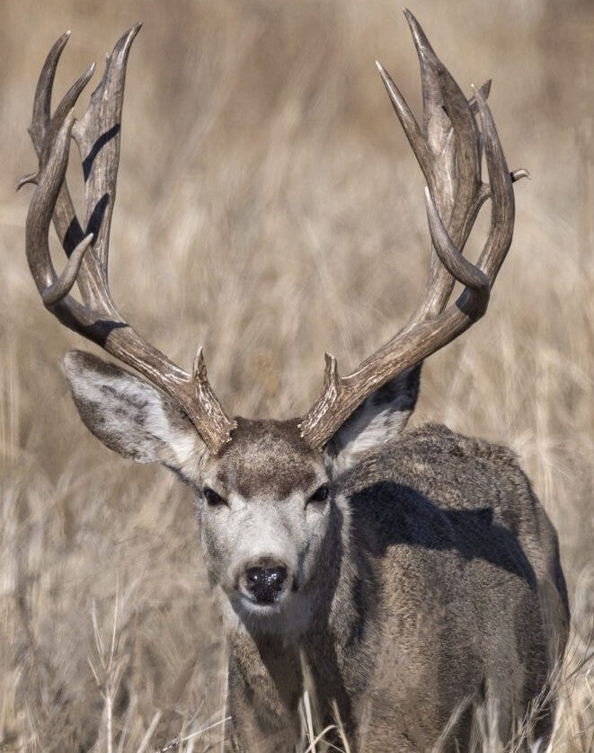 Mule Deer