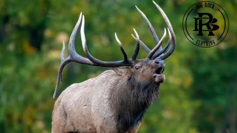 Elk